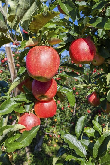 Red apples, ripe for the picking, Bodman-Ludwigshafen, Konstanz district, Baden-Württemberg,