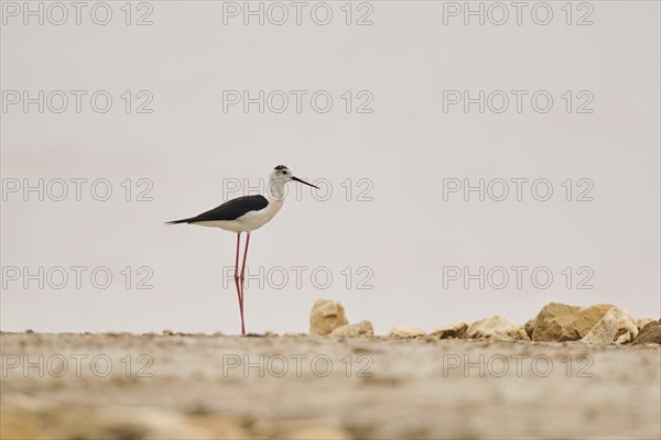 Black-winged stilt (Himantopus himantopus) in a red salt water pond, Camargue, France, Europe