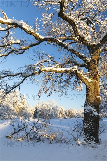 Oak tree (Quercus) with snow, winter, Fridingen, Danube Valley, Upper Danube nature park Park,