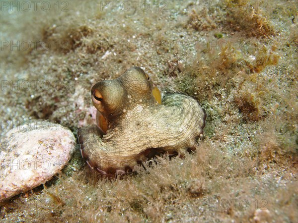 Portrait of common octopus (Octopus vulgaris), juvenile, dive site Sardinia del Norte, Gran