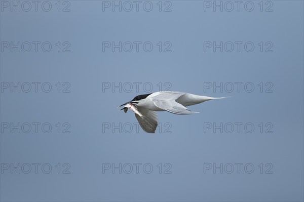 Sandwich tern (Thalasseus sandvicensis) adult bird in flight with a fish in its beak, Norfolk,
