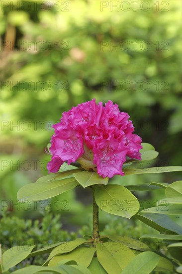 Rhododendron flowers (Rhododendron Homer), red flowers, in a garden, Wilden, Nordrehin-Westfalen,