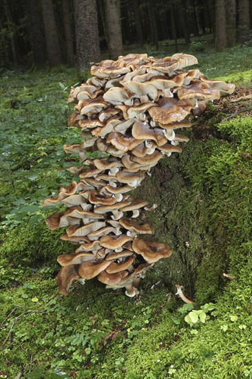 Fungus, Hallimasch (Armillaria gemina) on old tree stump, Allgäu, Bavaria, Germany, Europe
