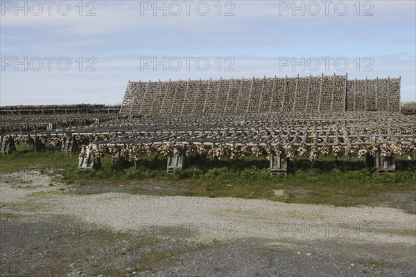Wooden racks with air-dried atlantic cod (Gadus morhua) Lofoten, Northern Norway, Norway,