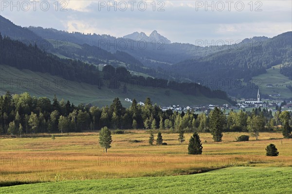 High moor in autumnal discolouration, Rothenthurm, Canton Schwyz, Switzerland, Europe