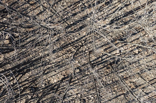 Burned Stone or Umbrella Pines (Pinus pinea) after a forest fire, aerial view, drone shot, Sierra