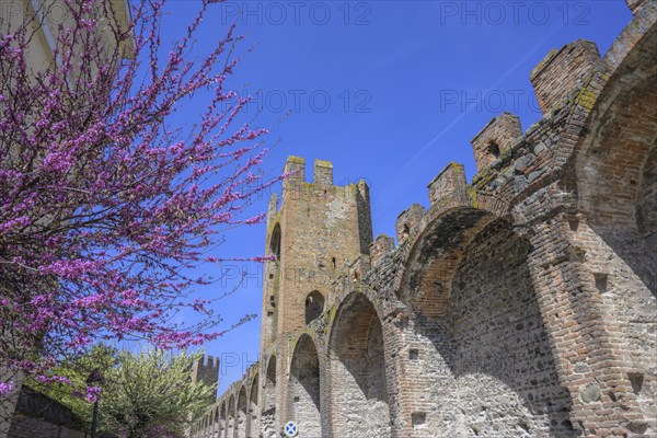 City wall and flowering trees, Montagnana, province of Padua, Italy, Europe