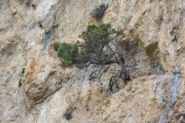 Mountain pine (Pinus mugo) growing in rock face, Trevans gorge, Gorges de Trévans, near Estoublon,