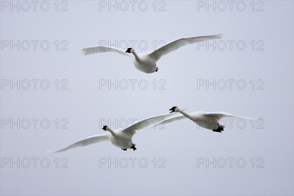 Trumpeter swans (Cygnus buccinator), Minnesota, releasable, USA, North America