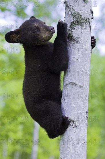 American Black Bear (Ursus americanus), young climbing American Black Bear