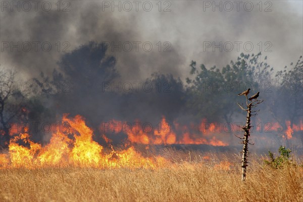 Slash-and-burn, controlled burning of grasslands in the Sahel, Ghana, West Africa, Africa