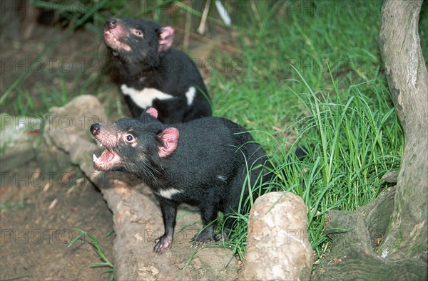 Tasmanian Devils (Sarcophilus harrisii), pair