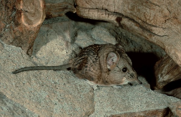 Short-eared Elephant Shrew (Macroscelides probosideus), lateral, side