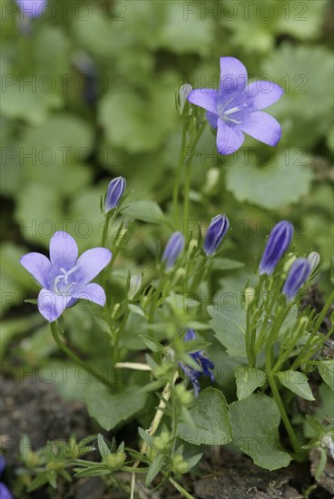 Dalmatian Bellfowers (Campanula portenschlagiana)
