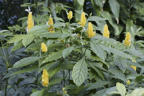 Gelbe Dickaehre (Pachystachys lutea)