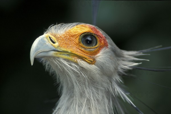 Secretary bird (Sagittarius serpentarius), South Africa, Africa
