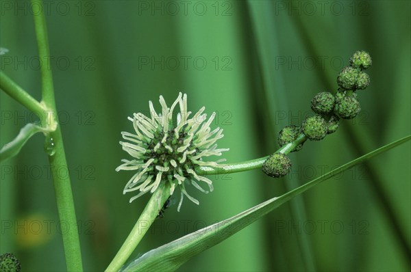 Branched Bur-reed (Sparganium erectum), Germany, Europe