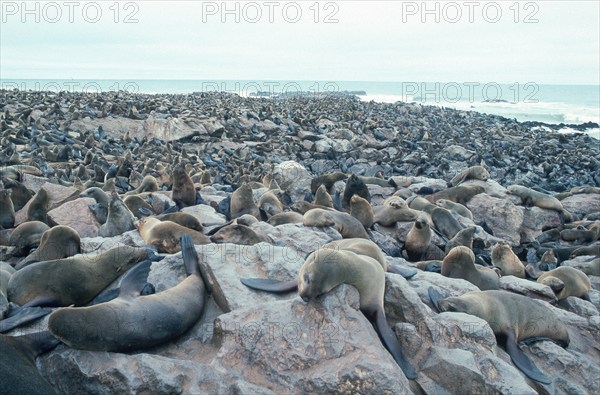 South African Fur Seal colony (mammals) (animals) (predators) (beasts of prey) (seals) (outdoor)