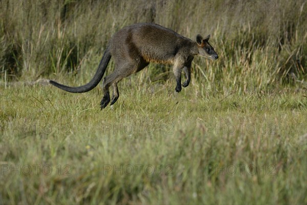 Swamp Wallaby (Wallabia bicolor), Sumpfwallaby, freistellbar