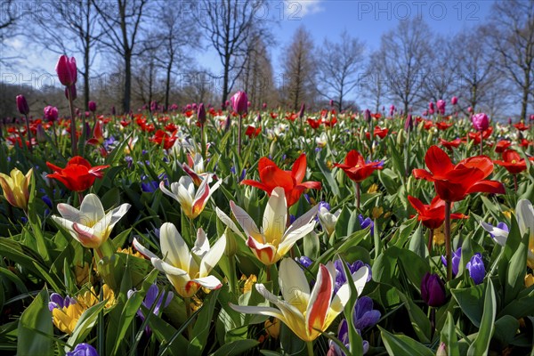 Flower splendour with colourful Tulips (Tulipa) and Crocus (Crocus) in spring, Keukenhof, Lisse,
