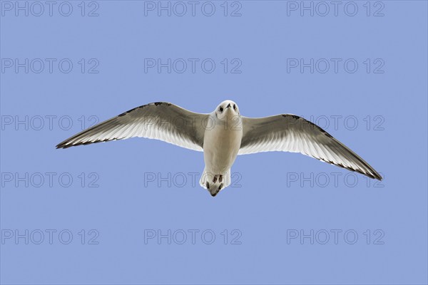 Ross's gull (Rhodostethia rosea) (Hydrocoloeus roseus) flying in non-breeding plumage, native to