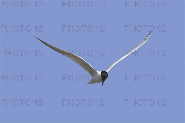 Gull-billed tern (Gelochelidon nilotica) (Sterna nilotica) in flight hovering while hunting for