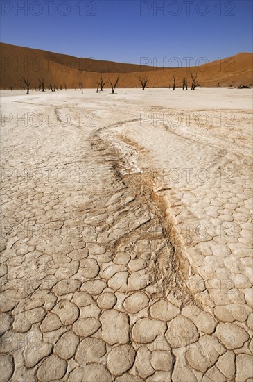 Dead (Acacia erioloba) trees in Deadvlei, Dead Vlei, a white clay pan in the Namib-Naukluft