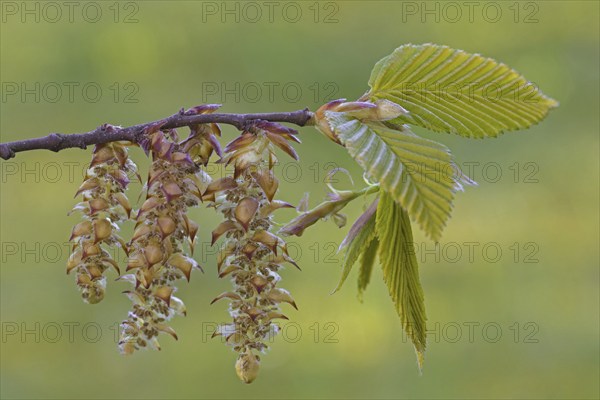 European hornbeam (Carpinus betulus), common hornbeam twig with freshly emerged leaves and male