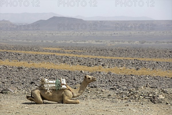 Camel resting in the Danakil depression, lowest and hottest place on Earth and site where