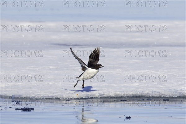 Thick-billed murre (Uria lomvia), Brünnich's guillemot taking off from ice floe, Svalbard,