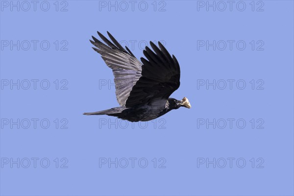 Hooded crow (Corvus cornix), hoodie flying with crustacean in beak against blue sky