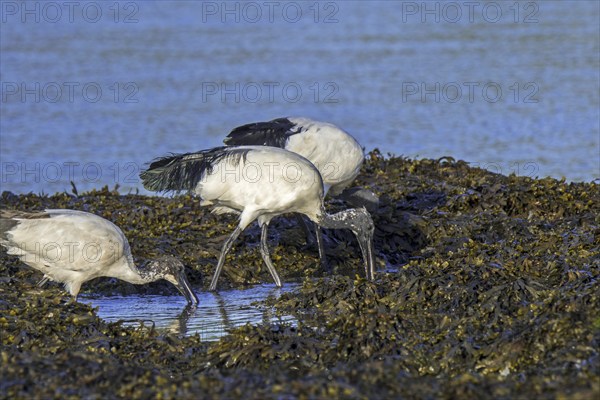 Three African sacred ibises (Threskiornis aethiopicus) introduced species foraging on seaweed