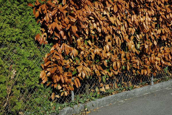 Frozen cherry laurel hedge, frost damage, frost damage, cherry laurel, Cherry laurel (Prunus