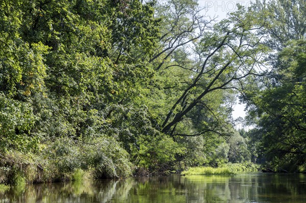 River landscape of the Thaya in late summer, Czech Republic, Europe