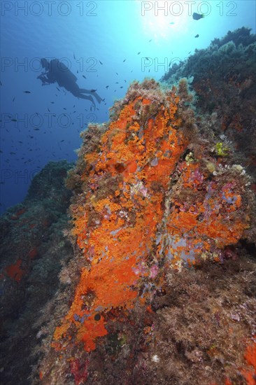 Yellow cluster anemone (Parazoanthus axinellae) and orange upholstery sponge (Reniera fulva) in the