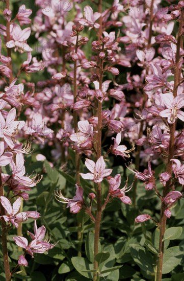 Diptam, also known as Ashwort or dittany (Dictamnus albus), regarded as a medicinal plant in