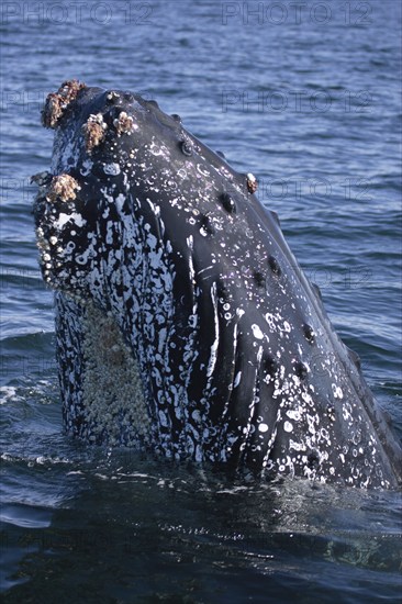Humpback Whale (Megaptera novaeangliae), spy hopping, South Africa, Africa