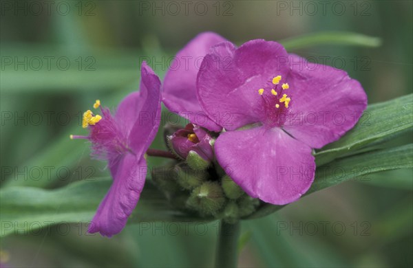 Spiderwort (Tradescantia)