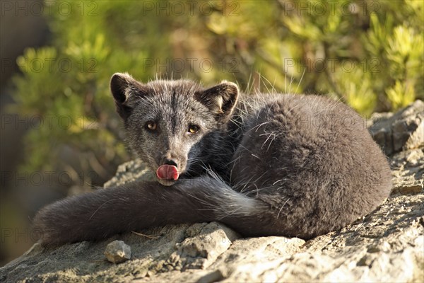 Arctic Fox (Alopex lagopus) (Vulpes lagopus) in summer coat