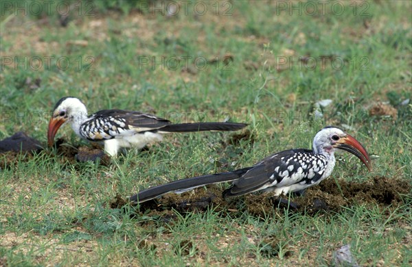 Red-billed hornbills (Tockus erythrorhynchus), Samburu Game Reserve, Red-billed toko, Kenya, Africa