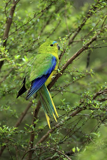 Orange-bellied Parrot (Neophema chrysogaster), Australia, Oceania