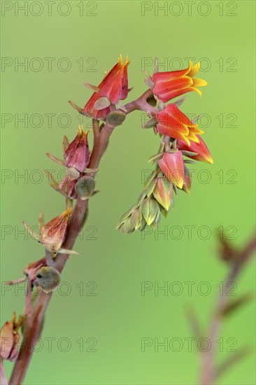 Painted Lady (Echeveria derenbergii)