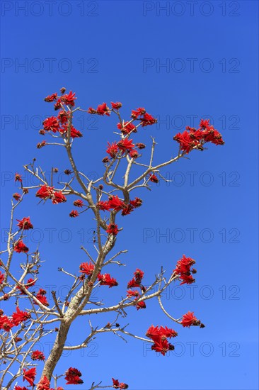 Flame coral tree, Western Cape, South Africa (Erythrina coralloides)