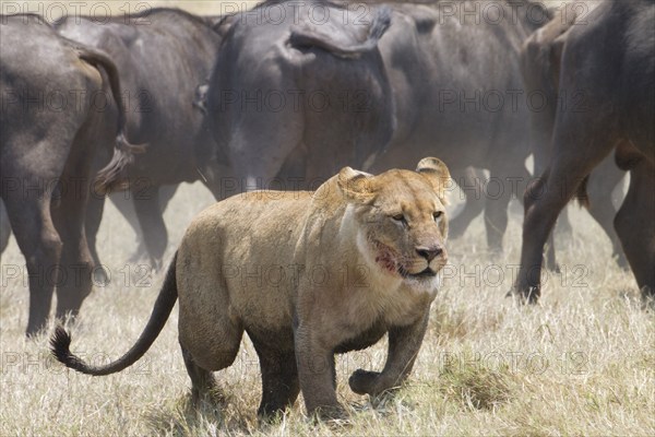 Lioness (Panthera leo) with blood on her face retreats from a herd of Cape Bufffalo (Syncerus