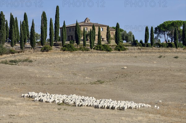 Flock of sheep on an estate near San Quirico d'Orcia, Val d'Orcia, Orcia Valley, Tuscany, Italy,