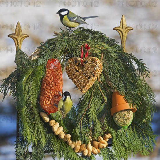 Great tits (Parus major) eating seeds, fat and peanuts from the bird feeder for garden birds in