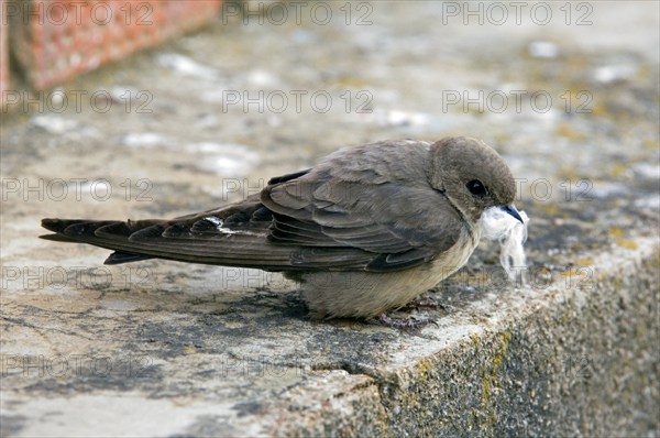 Eurasian crag martin (Ptyonoprogne rupestris) (Hirundo rupestris) with down feather in beak for