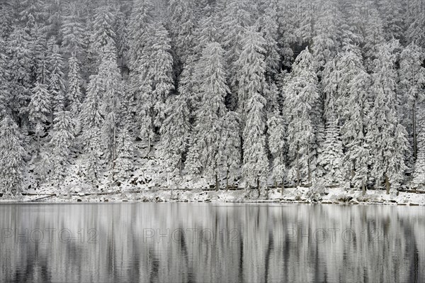 Snow-covered spruces, winter landscape at Mummelsee, reflection, snow, near Seebach, Black Forest,