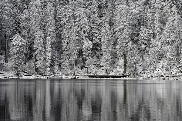 Winter landscape at Mummelsee, reflection of the forest, near Seebach, Black Forest, Ortenaukreis,