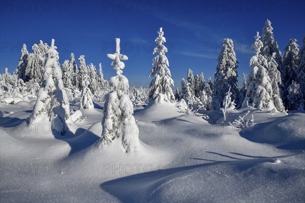 Snowy winter landscape near the Vogelskopf, near Baiersbronn, county Freudenstadt, Black Forest,